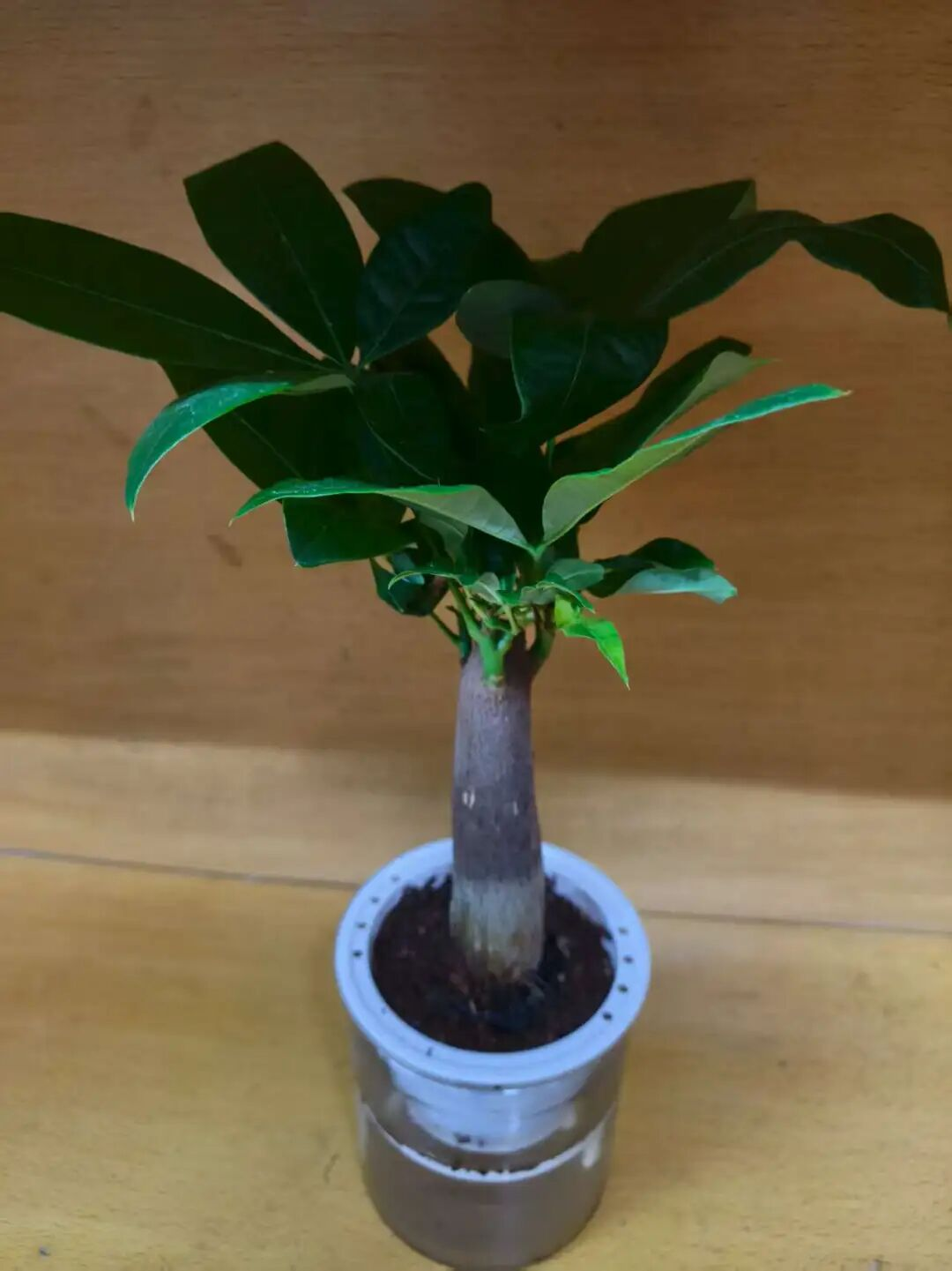赌博游戏app